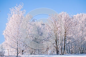 Winter landscape with icy, snowy birch trees on snow-covered field. Frosty landscape