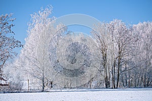 Winter landscape with icy, snowy birch trees on snow-covered field. Frosty landscape