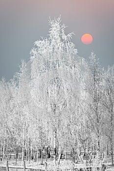 Winter landscape with icy snowy birch trees on snow covered field with red winter sun