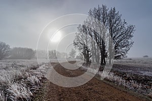 Winter landscape with intense fog and sun at sunrise on the horizon, road and trees frozen by intense cold