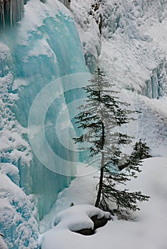 Winter Landscape Johnston Canyon Banff National Park Canada beautiful lone tree near frozen waterfall