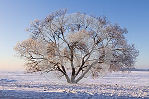 Winter landscape of large tree on snow on clear sunny morning with blue sky. Beautiful nature in december. Christmas background