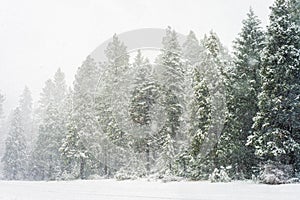 Winter landscape Lassen national forest snowstorm, Northern California