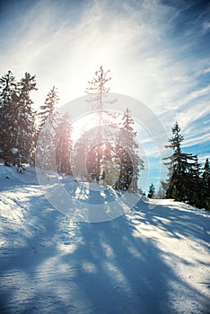 Winter landscape with lens flare