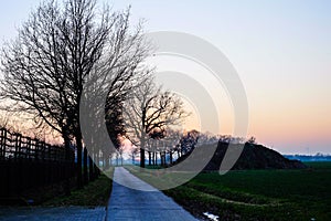 Winter landscape with a lone tree at sunset barley field in the village