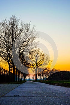 Winter landscape with a lone tree at sunset barley field in the village