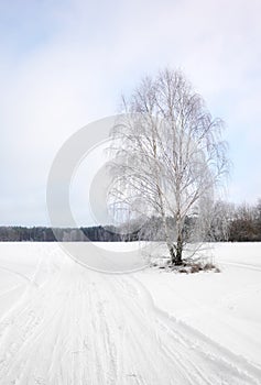 Winter landscape with lonely birch by a country road covered with snow