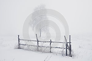 Winter landscape: a lonely frost-covered tree in a field on a foggy and frosty winter morning