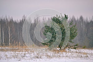 Winter landscape with a lonely pine tree in a white snowy field against the background of a dark forest in the distance