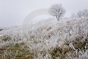 Winter landscape with lonely tree and grass covered with hoarfrost in the morning fog