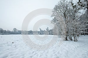 Winter landscape with lonely tree and snow field