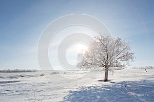 Winter landscape with lonely tree and snow field