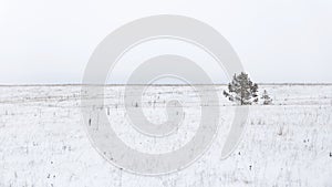 Winter landscape - a lonely tree in a snowy field