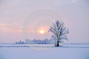 Winter landscape. Lonely tree in a snowy field at sunrise - image