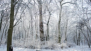 Winter landscape a lot of snow