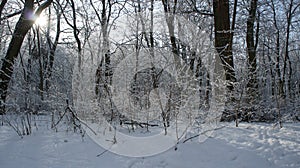 Winter landscape a lot of snow