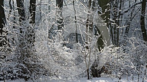 Winter landscape a lot of snow