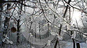 Winter landscape a lot of snow