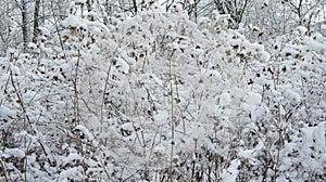 Winter landscape a lot of snow