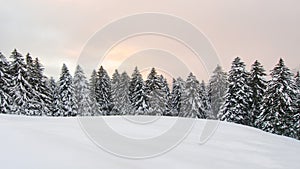 Winter landscape with lots of snow and snowy pines photo
