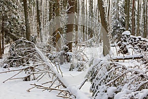 Winter landscape of mainly deciduous forest in sunset light