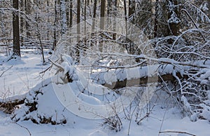 Winter landscape of mainly deciduous forest in sunset light