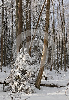 Winter landscape of mainly deciduous forest in sunset light