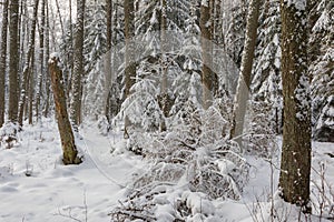 Winter landscape of mainly deciduous forest in sunset light