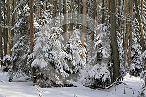 Winter landscape of mainly deciduous forest in sunset light