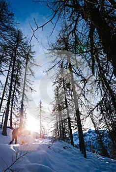 Winter landscape. Man walking in a snowy woods in italian Alps