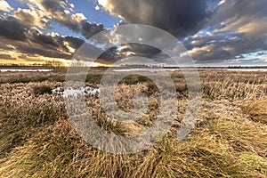 Winter Landscape of Marshland Leekstermeer