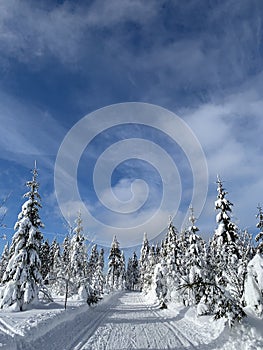 Winter landscape with a modified cross-country ski trails in Krkonose mountains, Czech Republic