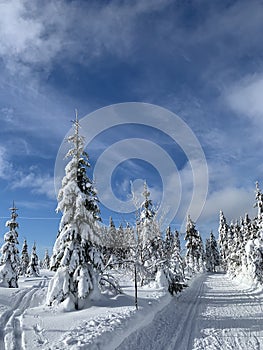 Winter landscape with a modified cross-country ski trails in Krkonose mountains, Czech Republic