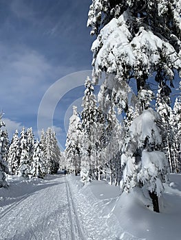 Winter landscape with a modified cross-country ski trails in Krkonose mountains, Czech Republic