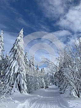 Winter landscape with a modified cross-country ski trails in Krkonose mountains, Czech Republic