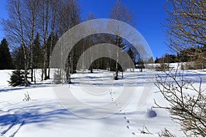 Winter landscape, Modrava, Bohemian Forest, Czech Republic