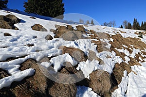 Winter landscape, Modrava, Bohemian Forest, Czech Republic