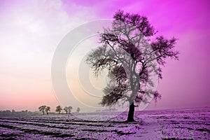 Mattina la neve un un albero estremo viola tono 