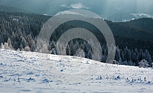 Winter landscape mountain pine forest in rays of the sun