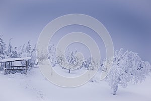 Winter landscape of mountain slope with white trees. Tree branches are covered with snow and frost