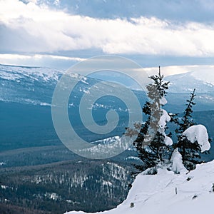 Winter landscape of mountain slope with white trees. Tree branches are covered with snow and frost