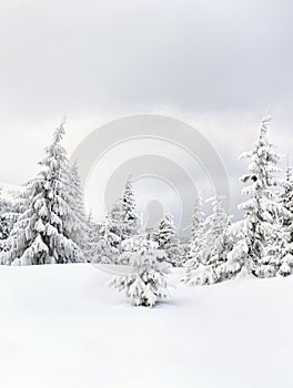 Winter landscape of mountains in fir forest and glade in snow