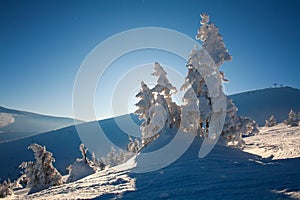 Winter landscape in mountains fir forest in snow on blue sky