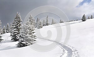 Winter landscape of mountains with of fir tree forest and glade in snow with path under forthcoming snow windstorm during snowfall