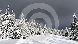 Winter landscape of mountains with of fir tree forest and glade in snow with path under forthcoming snow windstorm during snowfall