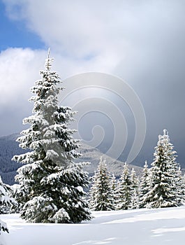 Winter landscape of mountains with of fir tree forest and glade in snow under forthcoming snow windstorm. Carpathian mountains