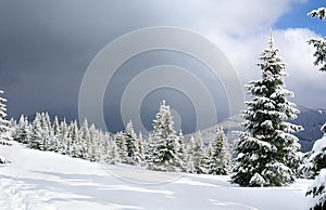 Winter landscape of mountains with of fir tree forest and glade in snow under forthcoming snow windstorm. Carpathian mountains