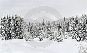 Winter landscape of mountains with path with footprints in snow following in fir forest and glade. Carpathian mountains