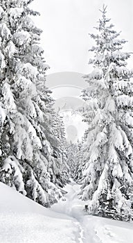 Winter landscape of mountains with path in of spruce tree forest in snow during snowfall. Carpathian mountains