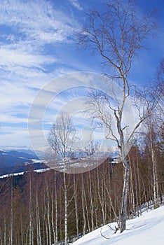 Winter landscape in mountains, snowy slope with birches in sunny day in wild